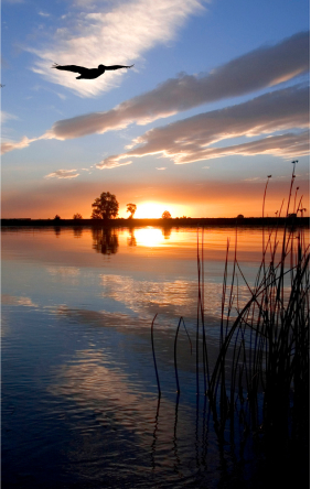 A beautiful sunset across a bayou