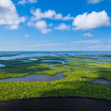 A panoramic view of the Florida Everglades