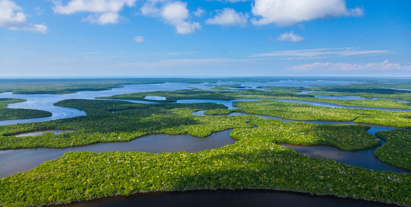 A panoramic view of the Florida Everglades