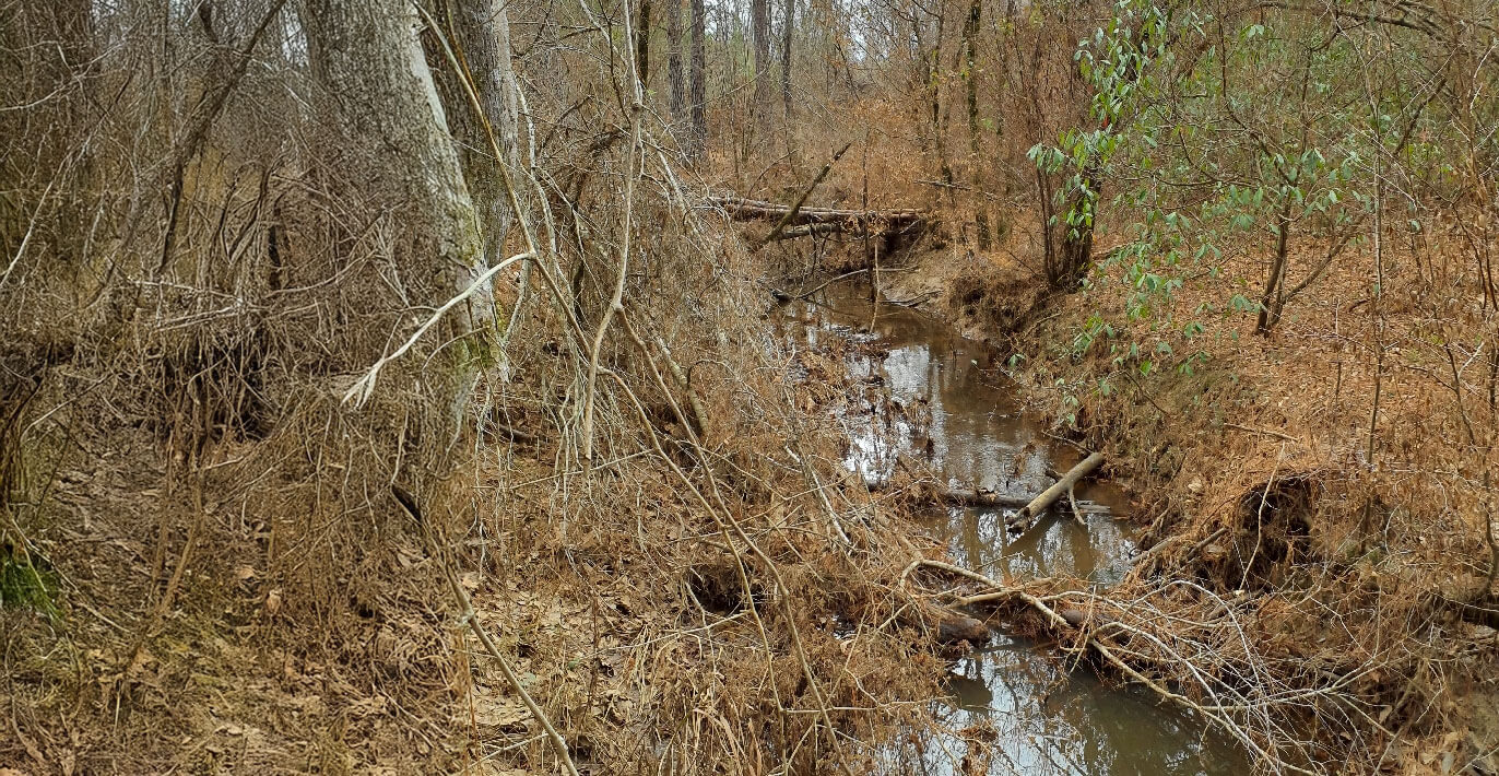 The wooded area in Louisiana where the Cenla Hub project is